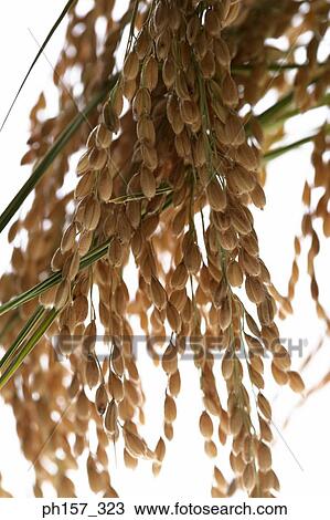 Rice grains, close-up View Large Photo Image Stock Image - Rice grains, close-up. Fotosearch