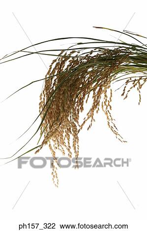 Rice grains View Large Photo Image Stock Image - Rice grains. Fotosearch