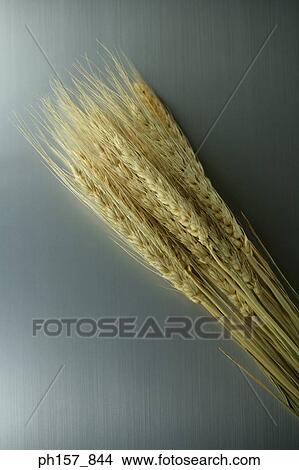 Picture - Rice plant. Fotosearch