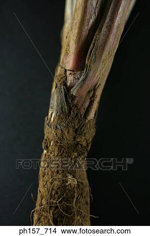 Root and bark View Large Photo Image Picture - Root and bark. Fotosearch