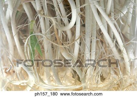 Roots of bean sprouts View Large Photo Image Stock Image - Roots of bean sprouts. Fotosearch