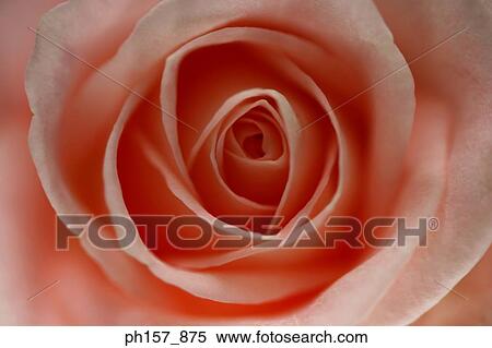 Rose, close-up View Large Photo Image Stock Photography - Rose, close-up. Fotosearch