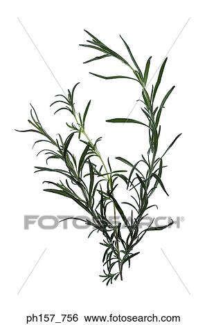 Stock Photograph - Rosemary. Fotosearch