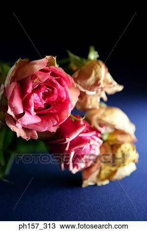 Roses on blue table View Large Photo Image Stock Image - Roses on blue table. Fotosearch