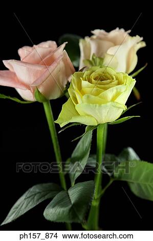 Roses View Large Photo Image Picture - Roses. Fotosearch