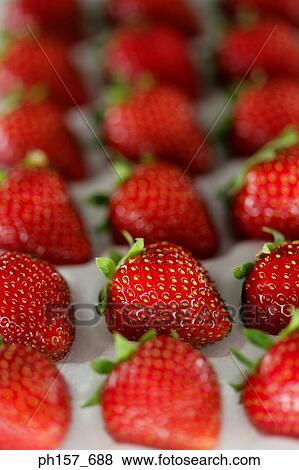 Rows of strawberry View Large Photo Image Stock Photo - Rows of strawberry. Fotosearch