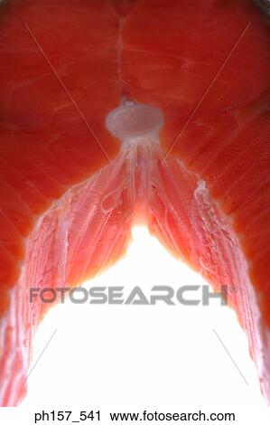 Salmon, close-up View Large Photo Image Stock Image - Salmon, close-up. Fotosearch