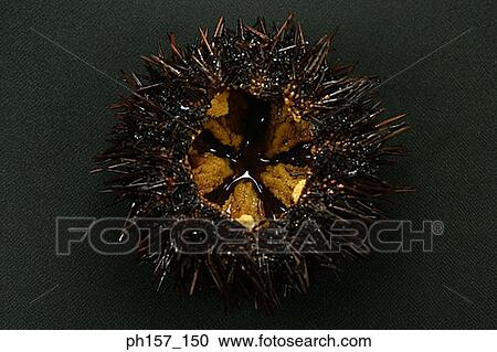 Stock Image - Sea urchin, close-up. Fotosearch