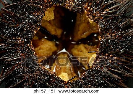 Sea urchin's roe, close-up View Large Photo Image Stock Image - Sea urchin's roe, close-up. Fotosearch