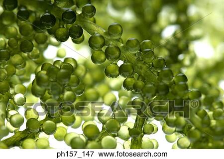 Seaweed, close-up View Large Photo Image Stock Photo - Seaweed, close-up. Fotosearch