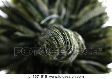 Stock Photo - Seaweed, close-up. Fotosearch