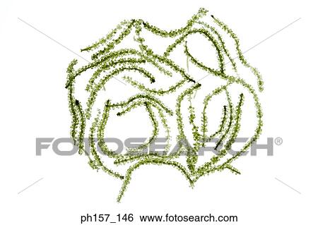 Stock Photograph - Seaweed. Fotosearch