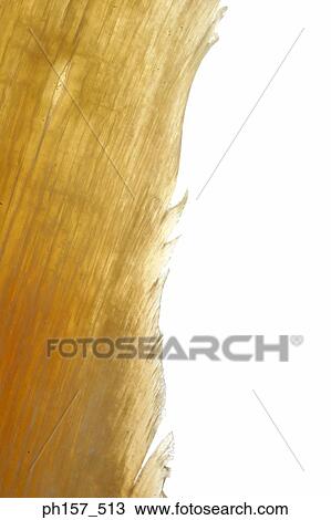 Stock Image - Shark's fin, close-up. Fotosearch