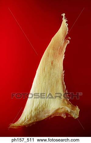 Shark's fin View Large Photo Image Stock Image - Shark's fin. Fotosearch
