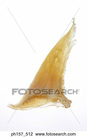 Shark's fin View Large Photo Image Stock Image - Shark's fin. Fotosearch