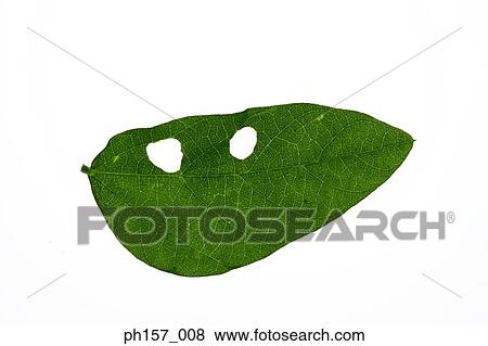 Single leaf, close-up View Large Photo Image Stock Photo - Single leaf, close-up. Fotosearch