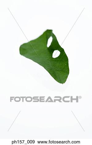 Stock Photo - Single leaf, close-up. Fotosearch