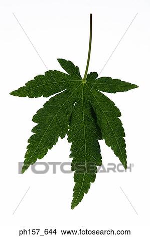 Picture - Single leaf. Fotosearch