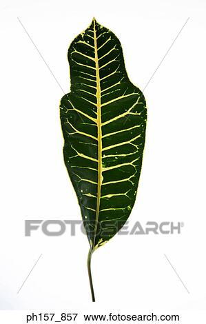 Single leaf View Large Photo Image Stock Photo - Single leaf. Fotosearch
