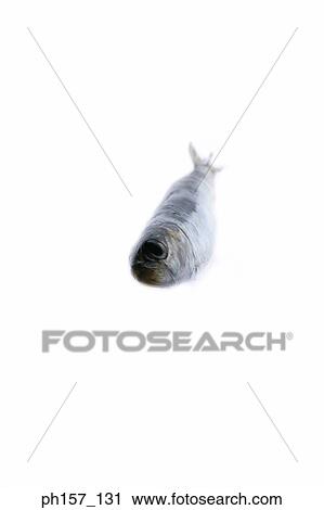 Small fish. front view View Large Photo Image Stock Image - Small fish. front view. Fotosearch