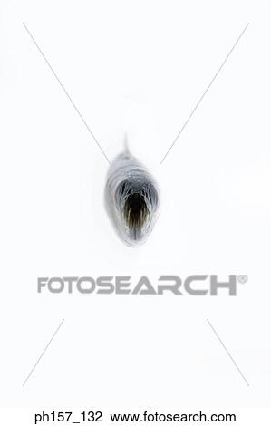 Small Fish, front view View Large Photo Image Stock Image - Small Fish, front view. Fotosearch
