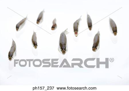 Small fish View Large Photo Image Stock Photo - Small fish. Fotosearch