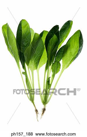 Stock Photo - Spinach. Fotosearch