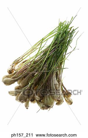 Spring Onions View Large Photo Image Stock Image - Spring Onions. Fotosearch
