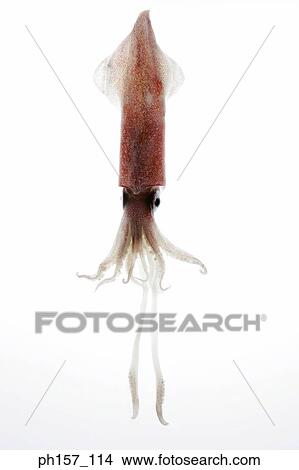 Squid View Large Photo Image Picture - Squid. Fotosearch