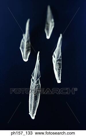 Squid, suspended View Large Photo Image Stock Image - Squid, suspended. Fotosearch