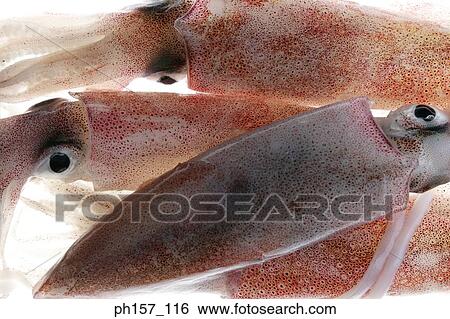 Stock Photograph - Squids. Fotosearch