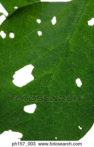 Stock Image - Studio shot of a leaf. Fotosearch