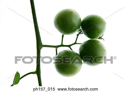 Stock Photography - Studio shot of four tomatoes. Fotosearch