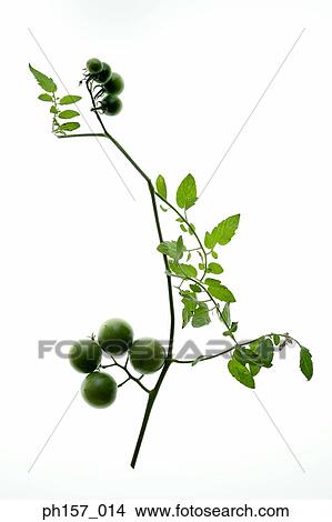 Picture - Studio shot of green tomatoes. Fotosearch