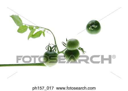 Studio shot of green tomatoes View Large Photo Image Stock Photo - Studio shot of green tomatoes. Fotosearch