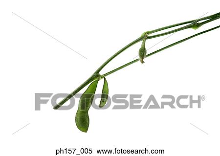 Studio shot of pea pods View Large Photo Image Stock Photography - Studio shot of pea pods. Fotosearch