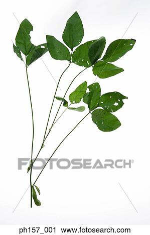 Studio Shot of vegetables View Large Photo Image Stock Image - Studio Shot of vegetables. Fotosearch