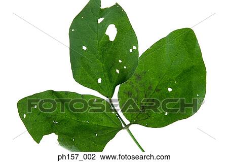 Studio Shot of vegetables View Large Photo Image Stock Image - Studio Shot of vegetables. Fotosearch