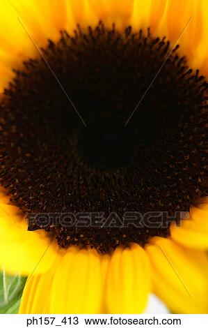 Sunflower, close-up View Large Photo Image Stock Image - Sunflower, close-up. Fotosearch
