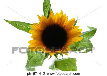 Sunflower. Top view View Large Photo Image Stock Image - Sunflower. Top view. Fotosearch