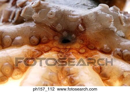 Stock Image - Tentacles of octopus, close-up. Fotosearch