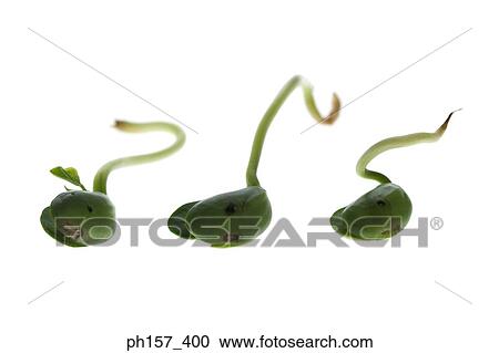Three bean sprouts View Large Photo Image Stock Image - Three bean sprouts. Fotosearch