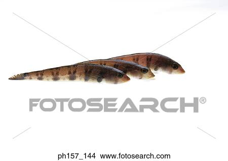 Picture - Three fish with stripes, side view. Fotosearch