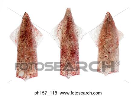Stock Photo - Three headless squids. Fotosearch