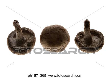 Stock Photography - Three mushrooms. Fotosearch