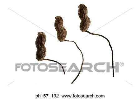 Stock Image - Three peanuts with stem. Fotosearch