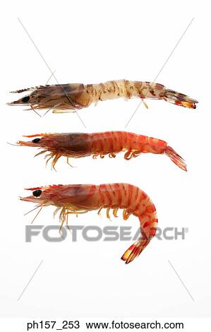 Three prawns View Large Photo Image Stock Image - Three prawns. Fotosearch