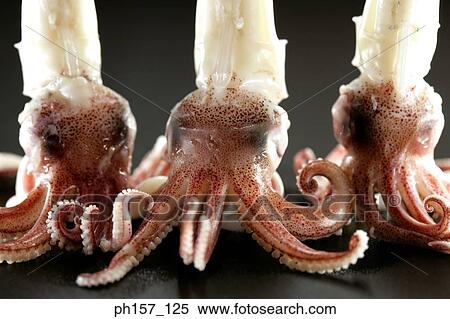 Three squids View Large Photo Image Stock Photography - Three squids. Fotosearch