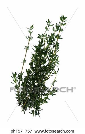 Thyme View Large Photo Image Stock Photo - Thyme. Fotosearch