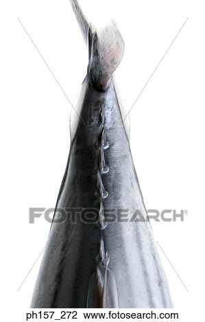 Top view of fish tail, close-up View Large Photo Image Stock Image - Top view of fish tail, close-up. Fotosearch